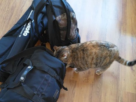 Tijgerkat onderzoekt zwarte cameratassen op een houten vloer.
